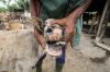 10.092 Ekor Sapi di Aceh Terjangkit Penyakit Mulut dan Kuku