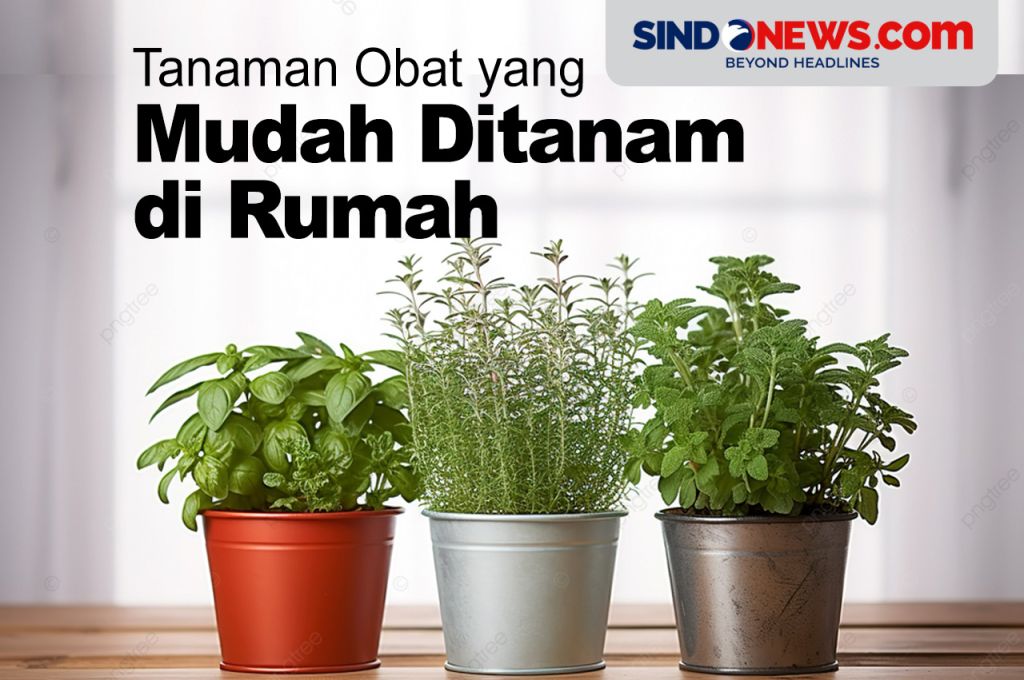 4 Tanaman Obat Yang Bisa Ditanam Di Rumah 3358