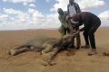 Kenya Dilanda Kekeringan Parah, Ratusan Gajah dan Zebra Mati Kehausan