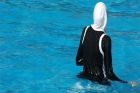 Berenang Bagi Muslimah, Perhatikan Panduan Ini