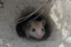 Bahaya Nifak, Lubang Tikus yang Membuat Sahabat Nabi Takut