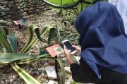 5.000 Tanaman di Kebun Raya Bogor Sudah Punya KTP Digital, Buat Apa?