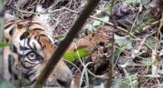Melacak Jejak Harimau Jawa, Raja Rimba yang Menolak Punah (1)