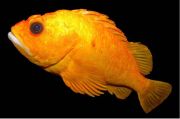 Peneliti Temukan Rahasia Panjang Umur dalam DNA Ikan Rockfish