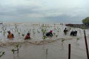 Bersama Masyarakat, Marinir Tanam Mangrove di Karawang
