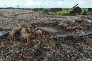 Menyedihkan, Puluhan Gajah Liar di Sri Lanka Mati karena Makan Plastik