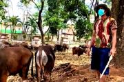 Populasi Sapi di Gowa Meningkat, Terbesar di Kecamatan Tombolo Pao