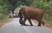 Menyayat Hati, Induk Gajah Tetap Membawa Jenazah Anaknya yang Mati Berminggu-minggu