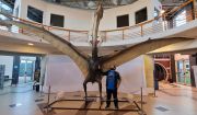 Fosil Dinosaurus Naga Kematian Ditemukan di Argentina, Punya Lebar Sayap 9 Meter