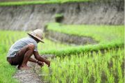 UI: Indonesia Sukses Tingkatkan Produksi Pangan Nasional
