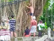 Panjat Pohon Keramat di Bali, Bule Australia Diamankan Polisi