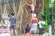 Bule Australia Pemanjat Pohon Keramat di Bali Lolos Sanksi Deportasi