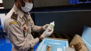 Impor 10.000 Dosis Vaksin PMK Tiba di RI, Sapi Lokal Siap Disuntik