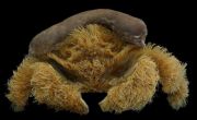 Kepiting Berbulu Ini Punya Topi Unik, Ternyata Punya Fungsi Vital