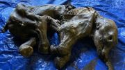 Mumi Anak Gajah Purba Ditemukan dalam Keadaan Utuh