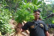 Pencari Madu Temukan Lahan Ganja di Cianjur, Polisi Amankan 300 Batang