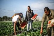 Hasil Unggulan Pertanian Gaza, Wilayah Palestina yang Diblokade Israel