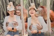 Viral, Orangutan Nakal Ciumi Turis Cantik di Bonbin Bangkok