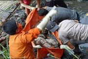 Sebulan Menghilang, Pencari Ikan Ditemukan Mengapung di Sungai Ogan