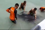 Geger Paus 2 Meter Terdampar di Perairan Desa Air Payang Natuna