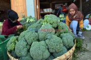 Kampung Benih Hortikultura di Purworejo Berdayakan Perempuan Setempat