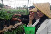 Sensasi Memetik Strawberry di Kota Batu nan Sejuk, Cocok untuk Wisata Edukasi Keluarga