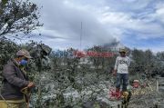 Pasca Erupsi Sinabung, Petani Bersihkan Tanaman Komoditinya