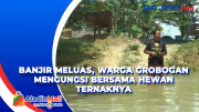 Banjir Meluas, Warga Grobogan Mengungsi Bersama Hewan Ternaknya