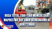 Rusa Tutul Tiba-Tiba Muncul saat Wapres Maruf Amin Berkunjung ke Bukittinggi