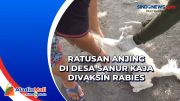 Ratusan Anjing di Desa Sanur Kaja Divaksin Rabies