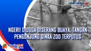 Ngeri! Diduga Diserang Buaya, Tangan Pengunjung Sinka Zoo Terputus