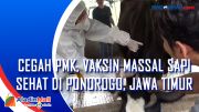 Cegah Pmk, Vaksin Massal Sapi Sehat di Ponorogo, Jawa Timur