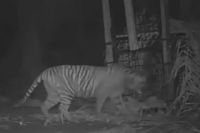 Miris, Ini Jumlah Populasi Harimau Sumatera yang Tersisa di Indonesia