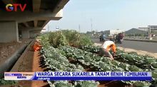 Indahnya Kebun Sayur dan Buah di Bawah Jalan Tol Becakayu, Jakarta Timur