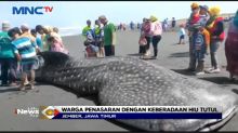Hiu Tutul Sepanjang 10 Meter Mati Terdampar di Pantai Paseban