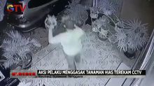 Spesialis Pencuri Bunga Aglonema Terekam CCTV di Kota Baubau