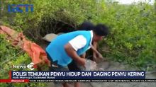 Polisi Gerebek Tempat Pengolahan Daging Penyu di Mamuju Sulawesi Barat