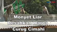 Kemunculan Monyet Liar Resahkan Warga Kawasan Wisata Curug Cimahi