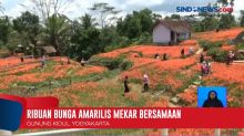 Bunga Amarilis Mekar Berbarengan di Gunung Kidul Yogyakarta