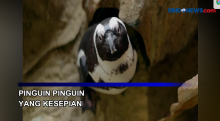 Pinguin Pinguin Kesepian di Akuarium Afrika Selatan