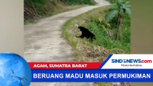 Beruang Madu Masuk ke Permukiman Warga di Agam, Sumatra Barat