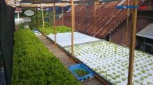 Kreatif, Atap Rumah Disulap Menjadi Kebun Sayur