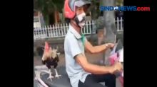 Viral! Kakek Bonceng Ayam Jago dengan Motor di Bali