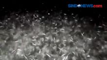 Fenomena Ribuan Ikan Melompat ke Darat Terjadi di Maumere