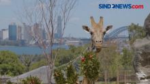 Satwa di Kebun Binatang Taruna Sydney Dapat Suguhan Khas Natal