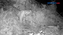Harimau Sumatera Mangsa Ternak Warga Terekam Kamera