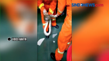 Ular Sanca Berbobot 15 Kg Ditemukan di SDN Margajaya I, Bekasi