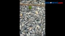 Cuaca Ekstrem, Puluhan Ton Ikan di Waduk Saguling Mati Mendadak