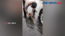 Banjir Semarang, Polantas Temukan Ikan Lele di Jalan Raya
