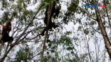 Induk dan Anak Orang Utan Dievakuasi dari Pohon Karet di Kalteng